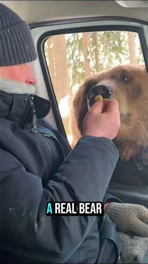 He’s Feeding a Wild Bear Like It’s a Dog… 😳🐻 #wildlife #shorts #pets #cute #crazy