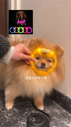 毎日のお散歩が楽しい！ポメラニアンとお出かけ