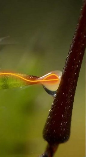 Why the Assassin Caterpillar's Spikes are More Deadly Than a Bite