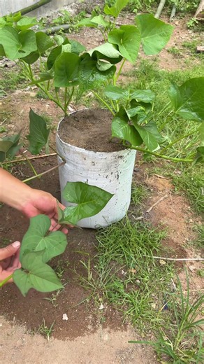 Flawless sweet potato vine propagation: The therapeutic slice of growing container slips! 🍠#farming
