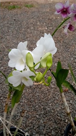 #orchid #orchidgrowing #flowers #houseplants #lotussale #garden #plants #salesalesale #homegarden