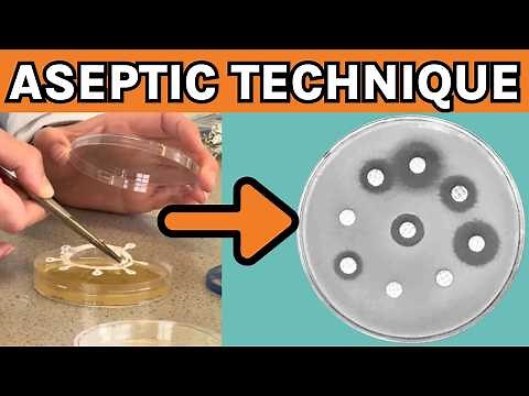 Required Practical 6 Aseptic Technique - AQA A-level Biology Inhibition Zone Practical