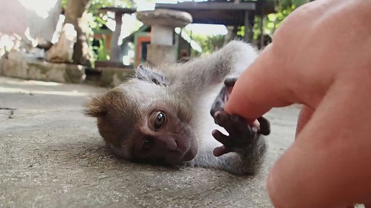 Documenting aggressive macaque monkey behavior and unexpected attacks