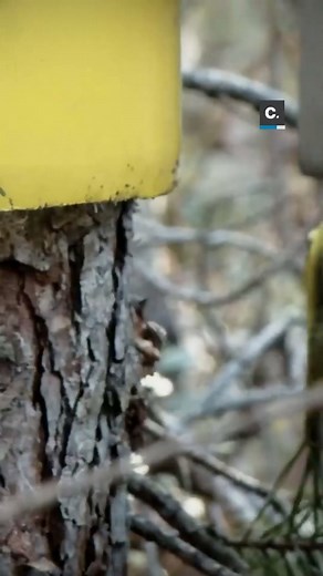 This giant drone has been built to thin forests from the air 🌲