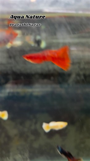 Imp guppy’s available at Aqua Nature..limited stock available only..😎