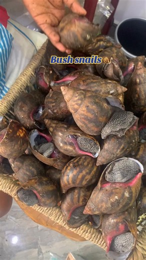 Farm Fresh Snails: Elevate Your Meals with Quality