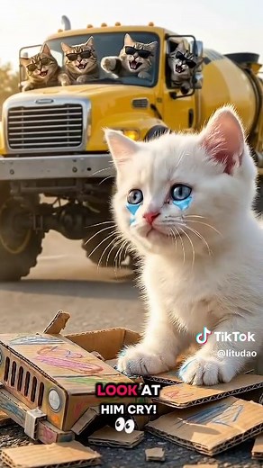 Dad Cat Plays with Cardboard Monster Truck Toy