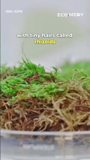 Incredible technology developed by a dutch start-up Respyre, that allows moss to grow on concrete.