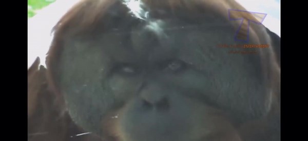 free the monke! look how sad he is :c stop supporting zoos! #returntomonke #rejecthumanity #monkeposting