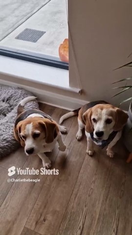 Beagle vs. Robot Vacuum‚ The Winner!