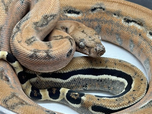 Join Our Live Stream on Reptiles and Wildlife