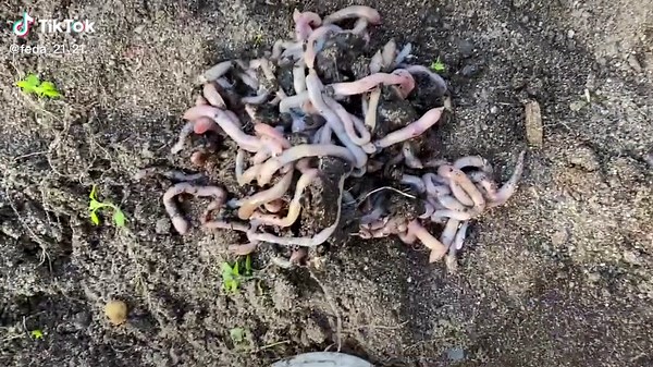 Exploring Earthworms in Tilled Soil