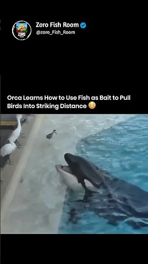 Orca Learns How to Use Fish as Bait to Pull Birds Into Striking Distance😳