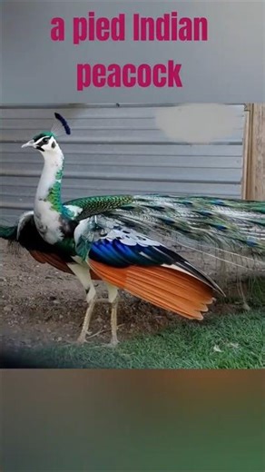 A Pied Indian Peacock, Long Leg and Beatiful Sound