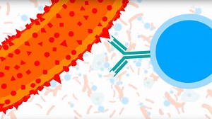 How do vaccines work?