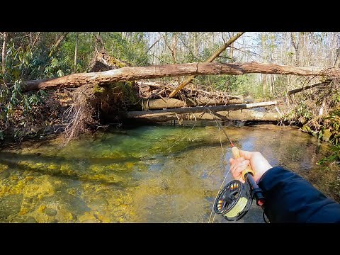 Fly Fishing Crystal Clear Water For BROWN TROUT! (North Georgia)