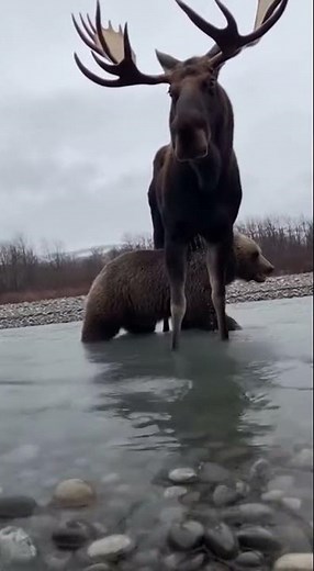 무스(말코손바닥사슴) vs 그리즐리 곰 (알래스카 강)/[Moose vs. Grizzly Bear (Alaska River)]