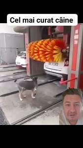 571K views · 10K reactions | Câinele se spală la car wash machine #carwash #doglover #dogwash | Adrian Călătorul | Facebook