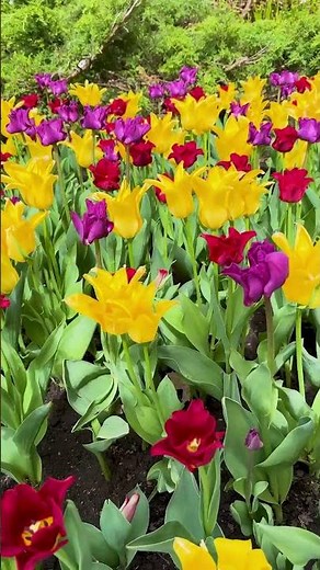 Did you find the Flaming Parrot Tulip at this year’s Tulip Festival?