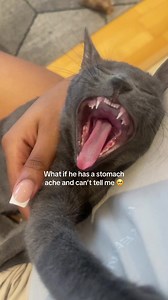 Funny Cats Compilation: The Last One Will Surprise You
