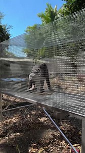 71K views · 939 reactions | Final work for the breeding cages 4ft x 4ft x 8ft dimension | Myko's Aviary | Facebook