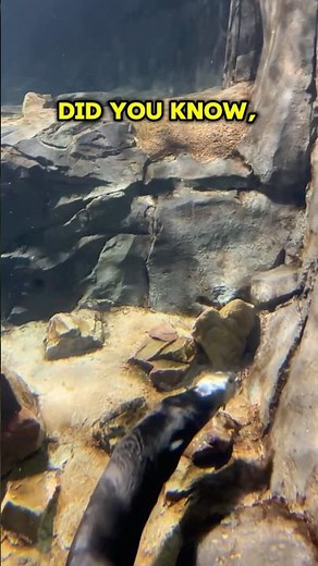Playful Sea Otter Moments 🦦| Georgia Aquarium