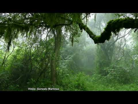 Interior de la selva de Yungas en Catamarca, Argentina