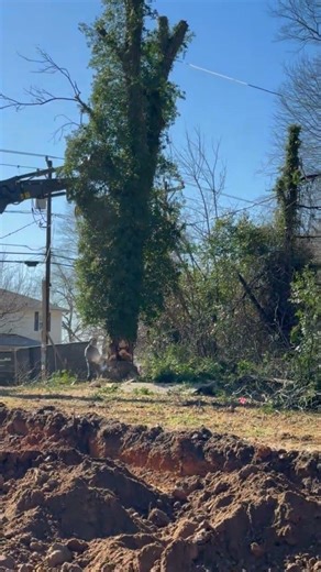 This tree was a future disaster waiting to happen