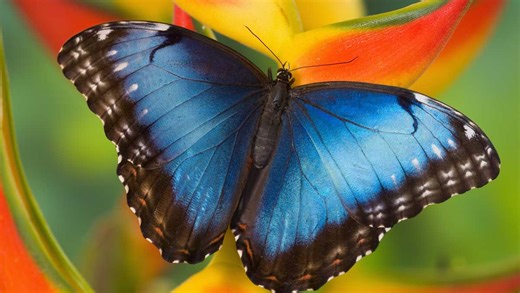 Rare fossils reveal the butterfly ‘tree of life’ over the past 100 million years