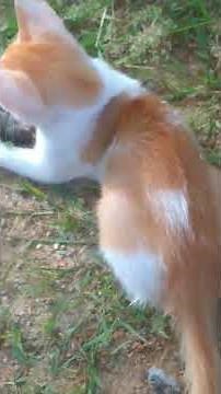cute cat lovely moments 😻 playing 🐈 lovely mood 🐈#cat videos #trending #shorts #viral #animals