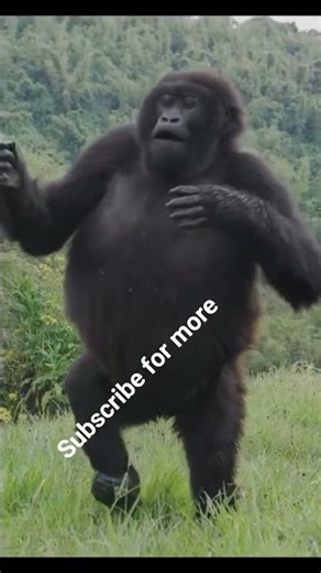 Chest bumping is a sign of showing strength in our friends in juggle