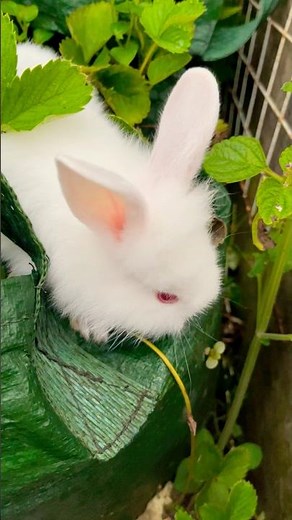 White Baby Funny Bunny Exploring the Garden Alone! 🐇💚