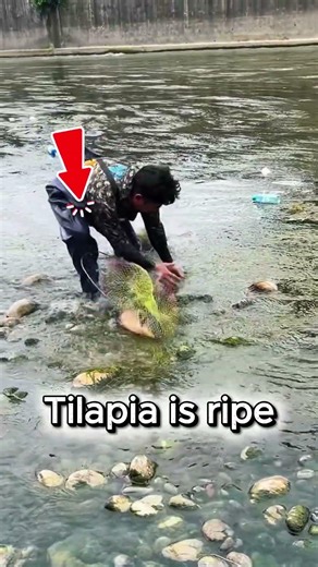 So Excited For Catching 😱easy catch 🐟 #fishing #shorts #viral #fishingshorts