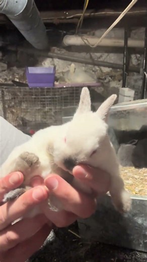 @imadedisfarm: My mini Rex kit is just the cutest thing!