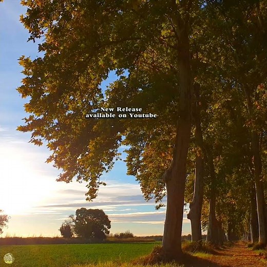 October Ambience 🍂 Beautiful Autumn Forest Meditation #healingfrequency #ancientfrequencies #autumn