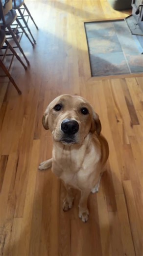 Dog Soft TikTok: Black and Yellow Labradors Playing