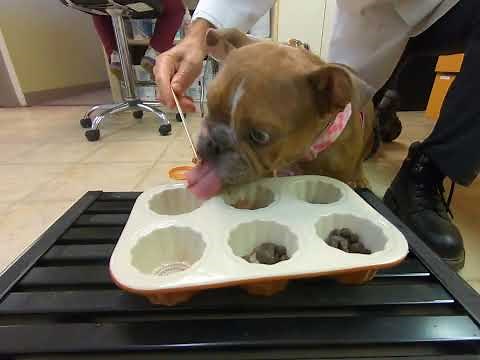 How to feed a regurgitating megaesophagus bulldog by Dr. Kraemer Vet4Bulldog Bully Specialist