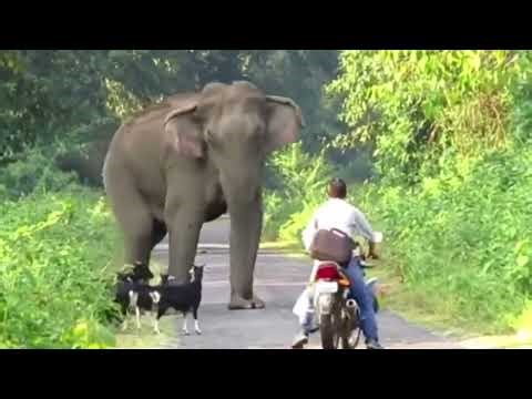 Top Elephant Attacks Caught on Camera: Shocking Moments