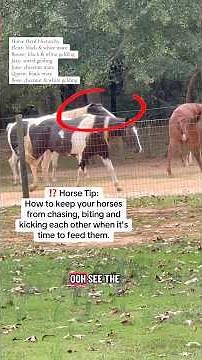 ✅ Horse Tip: Feed time? How to keep your horses from chasing, biting & kicking each other. #horse