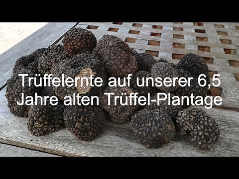 Trüffelernte - Trüffelsuche auf unserer Trüffelplantage nördlich von Osnabrück (Teuto-Trüffel)