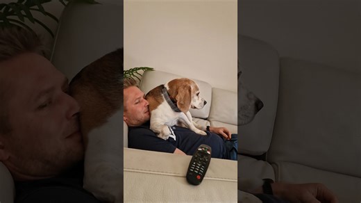 Things that make beagles so amusing and playful