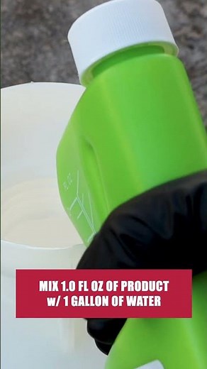 The Quick Guide to Mayflies! [DIY Pest Control]