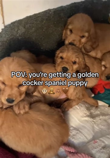 Excited for Our New Cocker Spaniel Puppy!