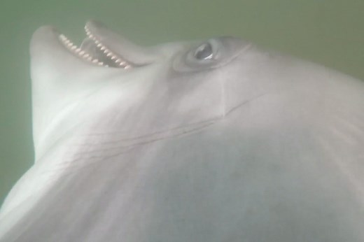 Swim like a dolphin in this wild GoPro video