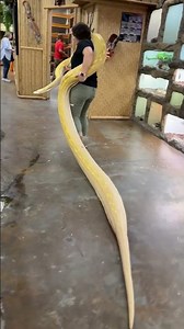 Some days are calm ☺️ others, I’m dragging a 100+ pound reticulated python 🐍