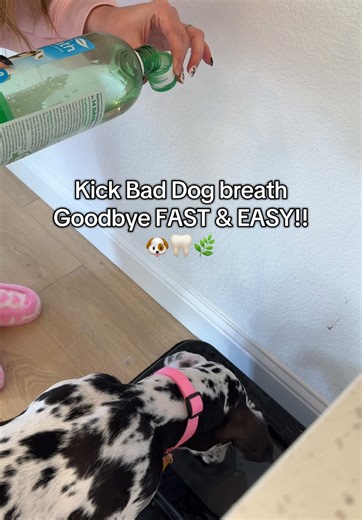 Easy Dog Dental Care with TropiClean