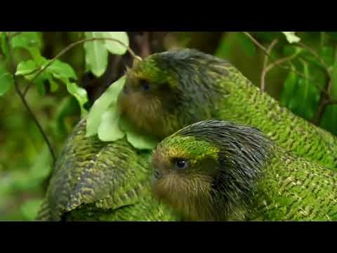 ESCAPE FROM EXTINCTION - Landmark Theatres Exclusive Kakapo Clip