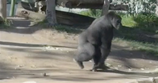 Gorilla at San Diego Zoo slams into protective glass, cracking it