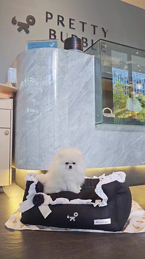 A fluffy Milky white pomeranian with dark eyes and a friendly personality who is easy to get along with. 🤍#PrettyBubbleDog #PrettyBubbleMNL #pomeranian #pomeranianpuppy #pomeranianworld #pomeranians #pomeranianlife #pomeranianlove #puppy #pet #puppylove #Petlovers #reels | Pretty Bubble Dog