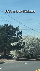 127K views · 2.8K reactions | These trees are the worst #Oklahoma #spring #reelsviralシ  tiffanyinokc | Oklahoma IRL | Facebook
